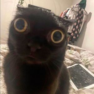 Meet your Posher, Abby